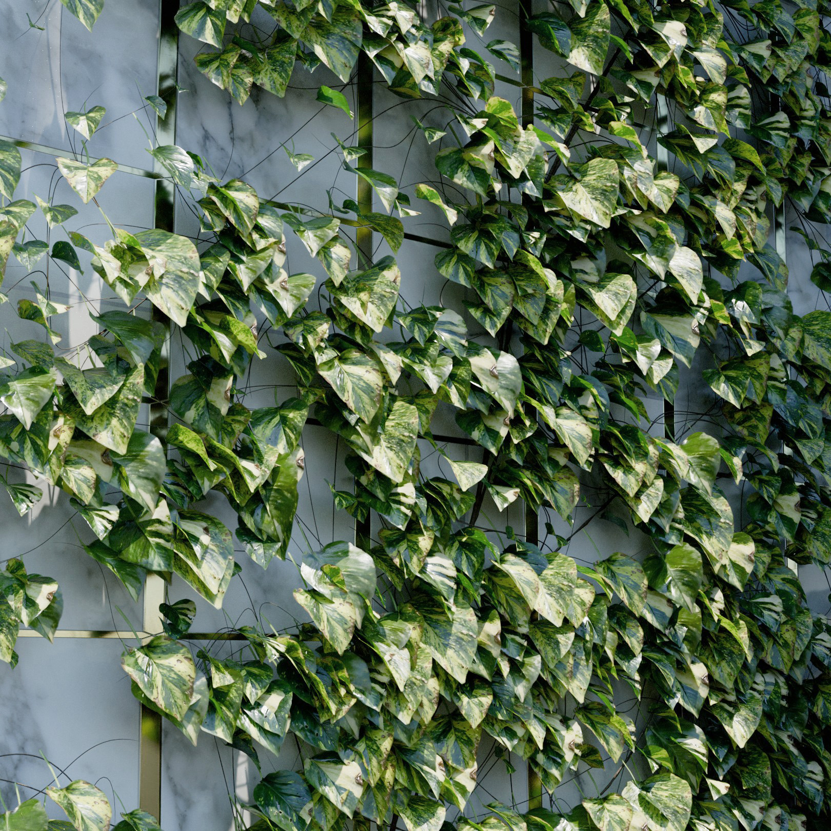 Epipremnum Aureum Ivy Preset